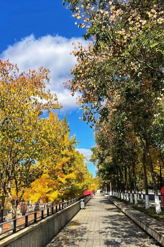 最近，龙口这两个地方美出了新高度！很多人都去打卡~~~