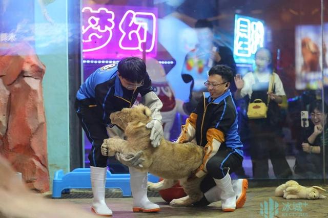 顶流“小毛”全球免费授权！哈尔滨极地公园开放文旅IP创作权限