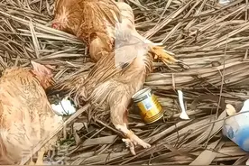 父母满满的爱都被扔在了高速上，路边都是被扔掉的土鸡图片