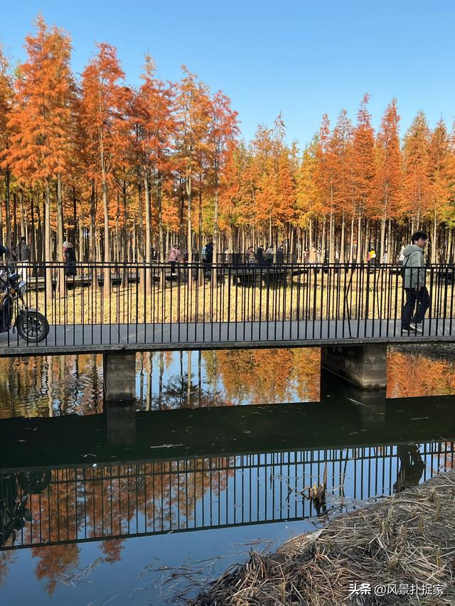 南昌鱼尾洲公园，几千株红杉在慢慢变红！