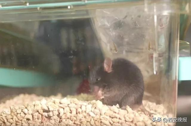 为4只“太空小鼠”取名,网友:从从、容容、游刃、有余……