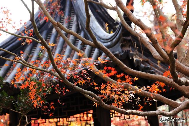 层林尽染，上海红叶特色公园闵行红园枫叶色彩斑斓进入最佳观赏季