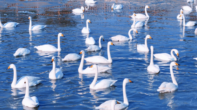 冬游威海 | “鹅”在这儿呢！