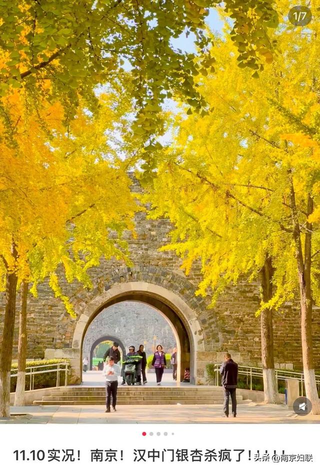 “含金量”渐满～南京的浪漫藏不住了！