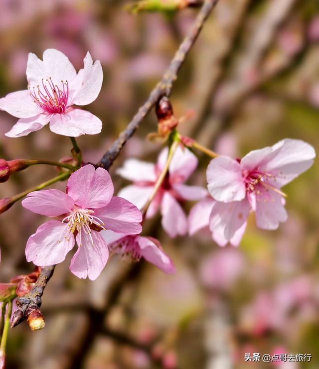 成都附近千亩樱花开了，漫山遍野粉色云霞，超级漂亮，不要门票！