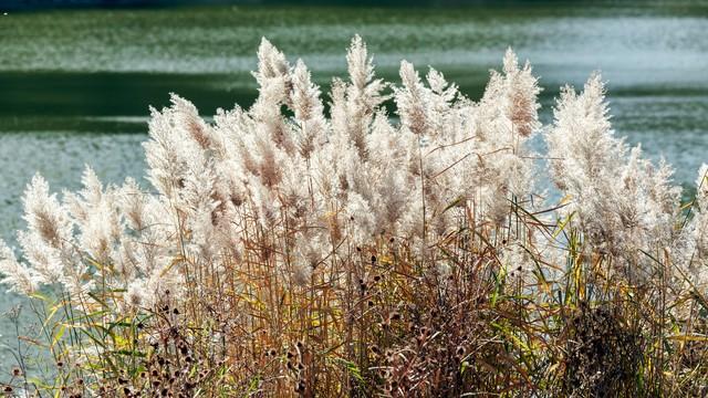 江苏深秋封神路线！红叶燃山野，银杏铺禅径，13城秋韵一次锁死