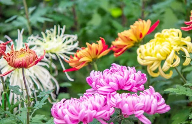 今日开幕！来泰达看百菊争艳