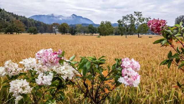 宏村稻浪翻涌时，绣球正盛开 | 皖美秋日