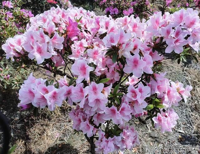 成都公园最大规模杜鹃花开了，200多亩花开成海，不要门票！