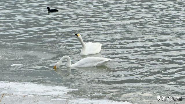 去三河口看天鹅