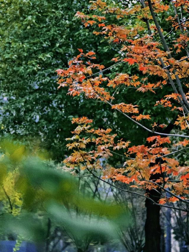 锦江公园秋意浓！红枫银杏作点缀，行走坐卧皆是诗~