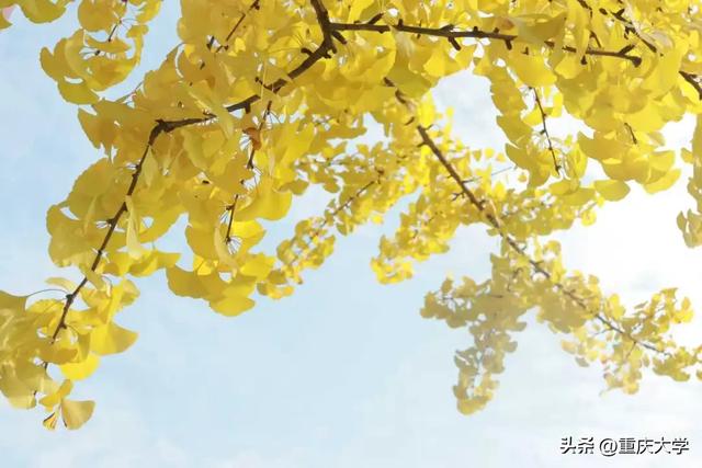 重大限定皮肤上新，超出片！🤳