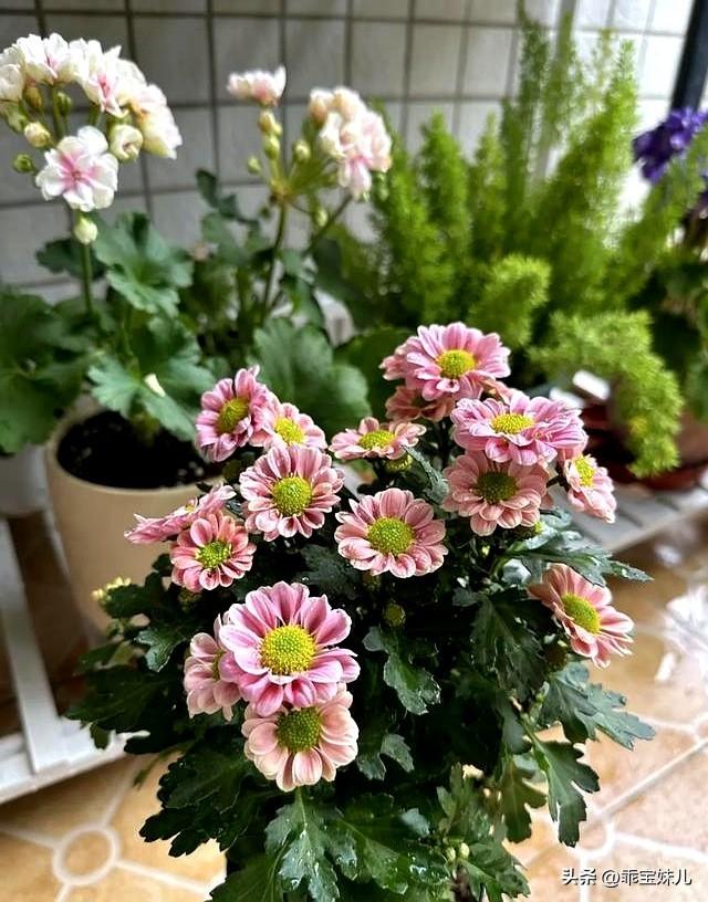 阴花不能进阳宅！这5种花“打死”也不能养，若家里有，赶快搬走