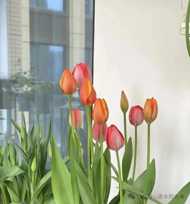 这8种花家中“不能养”，对身体有危害，一盆也不行！