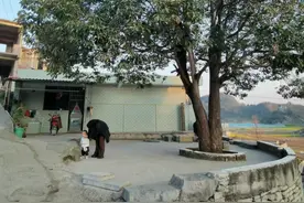 让大树枯死很简单，这七种“特效药”，能将大树灭除，但别乱用图片