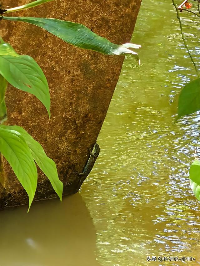 马来西亚(32)砂拉越州⑥世界遗产尼亚洞窟探险