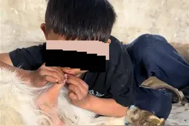 小男孩趴羊身上直接开炫喝“纯天然零添加”奶？疾控中心：暗藏近100种病菌！图片