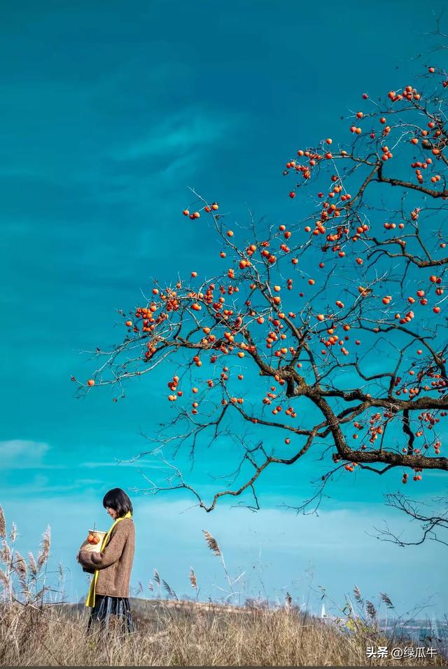 有人说，不就是个彬州烂怂柿子，有啥好拍！