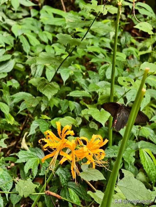 成都徒步（69）·彭州篇⑯法藏寺环线（桥断未走通）