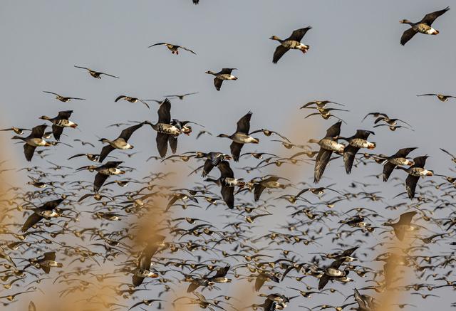 “乌秧乌秧”超壮观！“天上来客”为珲春送来限时美景