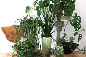 6种植物水培起来，一个月变茂盛小森林，养眼好打理，空气好清新图片