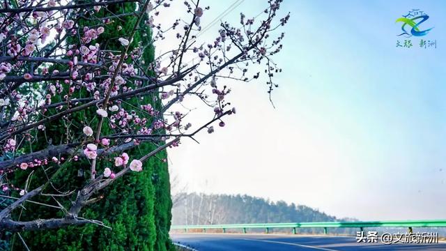 新洲梅花抢先打卡！抓住冬日第一抹绽放的色彩