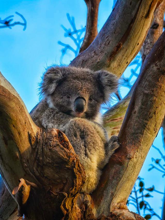 澳大利亚墨尔本｜大洋路自驾游攻略｜史上最浪的海岸线