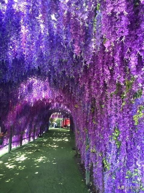 南昌紫色预警！全城紫藤花瀑已开挂，这4个秘境错过等一年