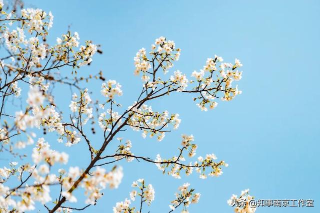 金陵古寺 各有风华