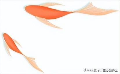 【黄河口生态旅游区】以湿地为笺，用候鸟作笔 —— 致教师的自然礼赞