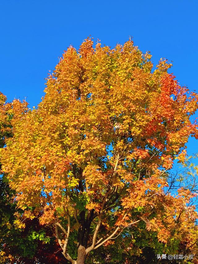 秋霜寒，秋叶艳，秋林醉，在家乡小城，邂逅一场姗姗来迟的秋景