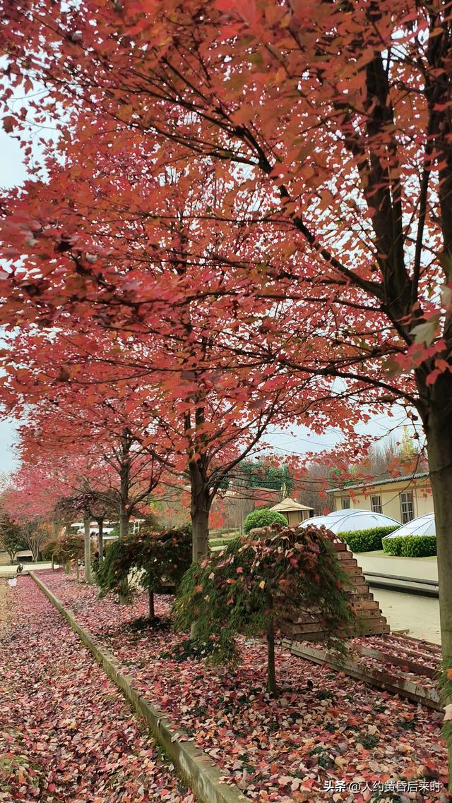 横山红枫岭，第二次来，算是尽兴了