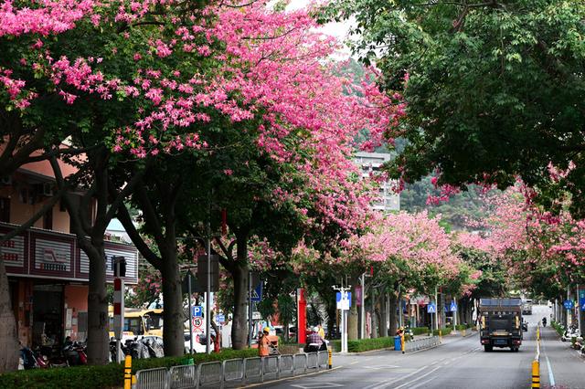 深活指南｜免费！深圳这些赏花点美成漫画，不允许有人不知道！