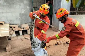 村民家中发现20多斤大蟒蛇 白沙消防成功处置图片