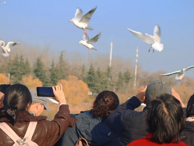 天鹅湖冬日最灵动的乐章：天鹅悠然游弋，红嘴鸥凌空飞舞