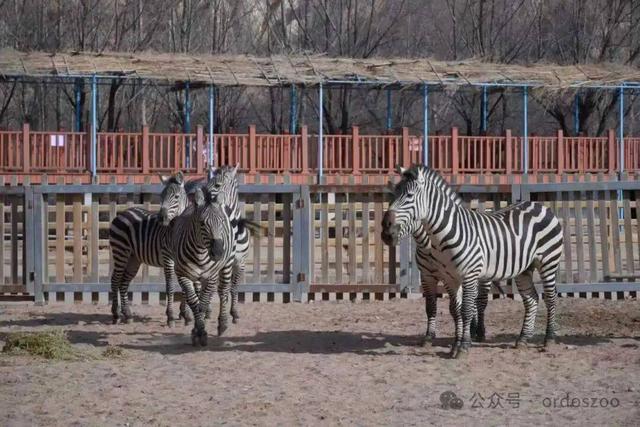 3月8日，鄂尔多斯送给所有女生的情书：免门票，请你来看白鲸！
