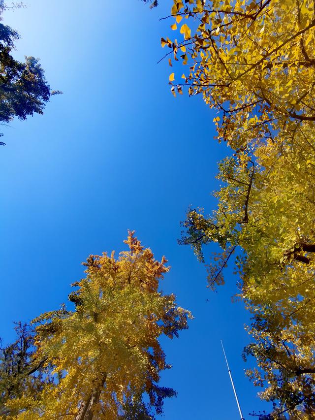 浙江:千年“银杏皇后”在长兴