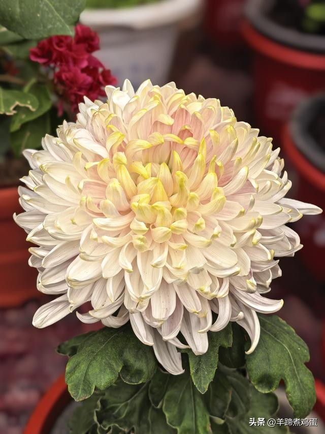 秋风独宠一园菊，晚来香艳出樊篱——北京北海公园2025年菊花展