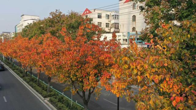 秋叶入画染长街！漯河城区盛景尽显生态向好，园林养护中心精细防治