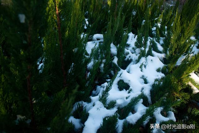 冬日的松柏丛，被雪裹成了一幅素净的画！