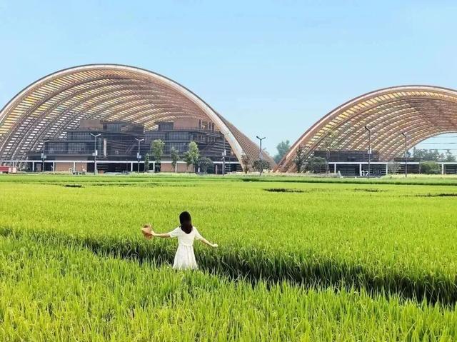 新津的秋，又美又好玩儿→