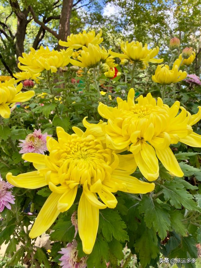 重阳节，上海赏秋之美