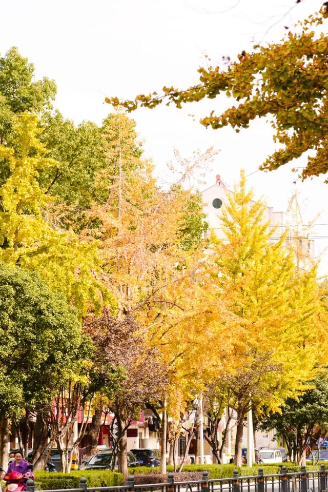 深秋的解放大道，安陆把最美的色彩泼给了它