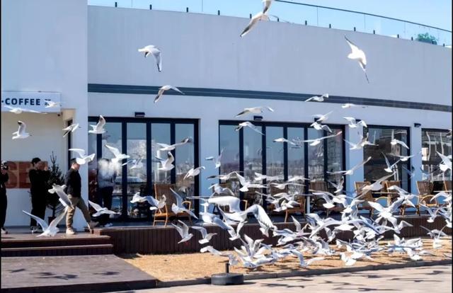 人气爆棚！只为日照这片海