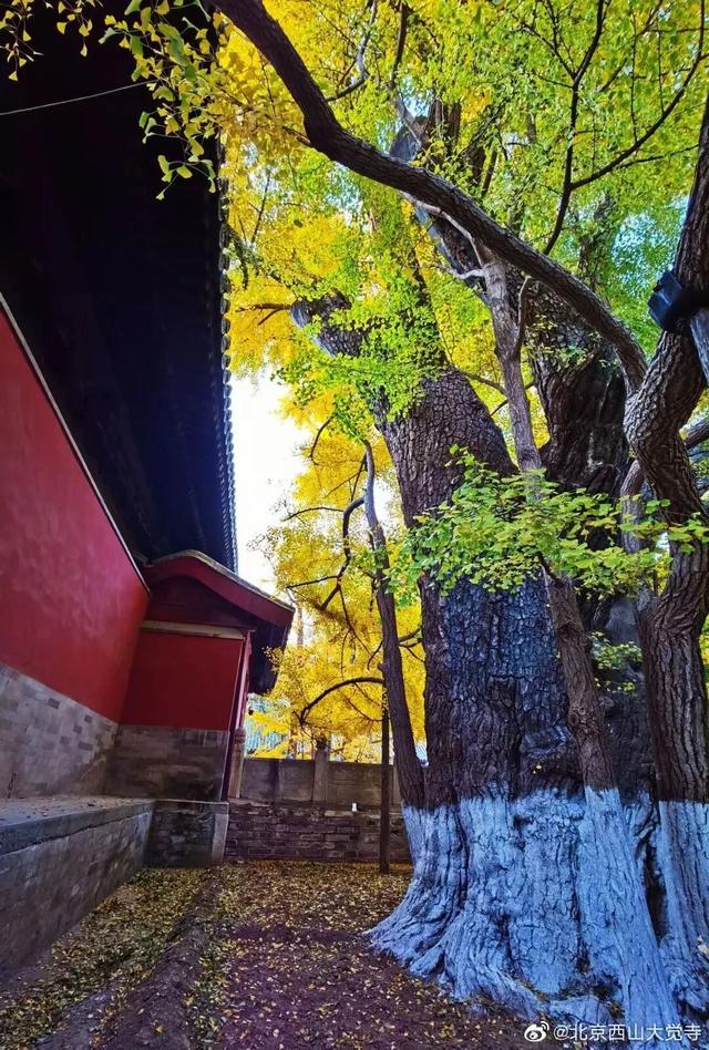 博物馆秋之旅丨博物馆限定！这些古建里的绝美秋色不可错过——