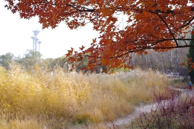 北京奥林匹克森林公园 城市中的绿色明珠