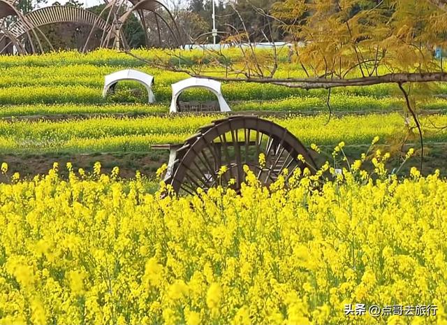 成都最美的古风油菜花田，坐在花田中免费看大飞机，公交车直达！