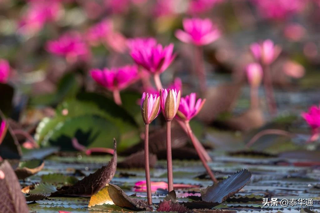 一期一会！泰国那空沙旺府万亩红莲盛开，邀游客共赏美景！