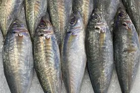 七夕会·美食 | 刘国斌：“土豪”巴浪鱼图片