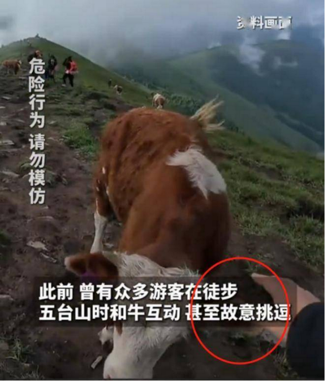 被顶飞3米、肋骨骨折！游客挑衅牛群反被教训，景区回应扎心了